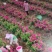 山区农户植种大量花椒，玫瑰花，苹果等