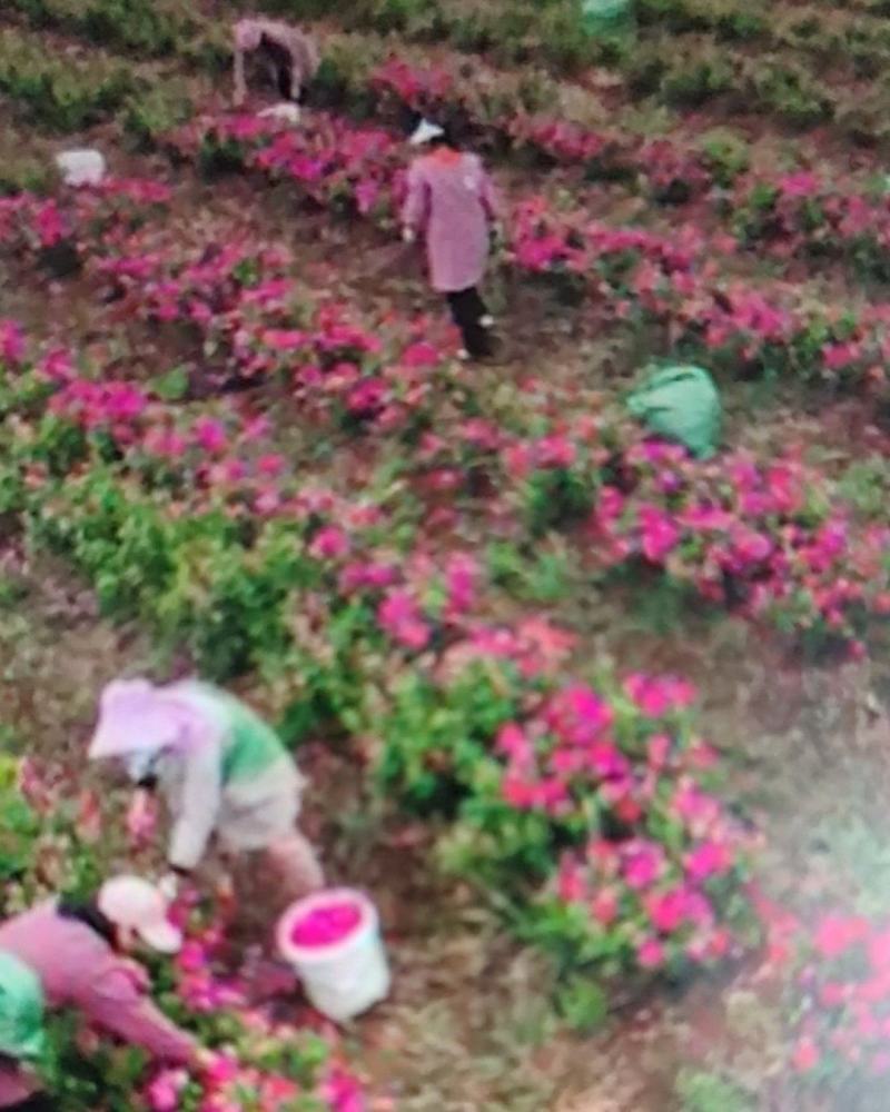 山区农户植种大量花椒，玫瑰花，苹果等