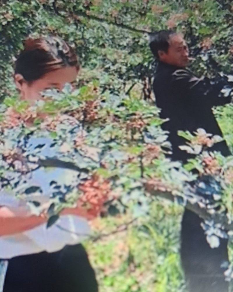 山区农户植种大量花椒，玫瑰花，苹果等