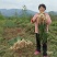 荞头，藠头