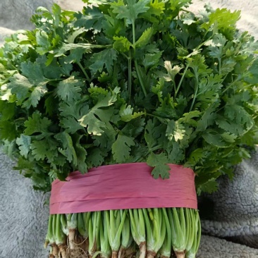 香菜，邯郸大叶香菜！