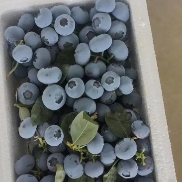 蓝莓价格蓝莓批发蓝莓种植基地品种多口感香甜货源充足