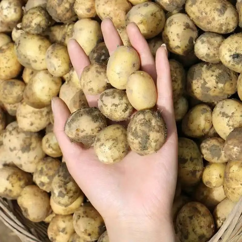【产地直发】沃土，实验1黄皮黄心土豆，湖北产地一手货源