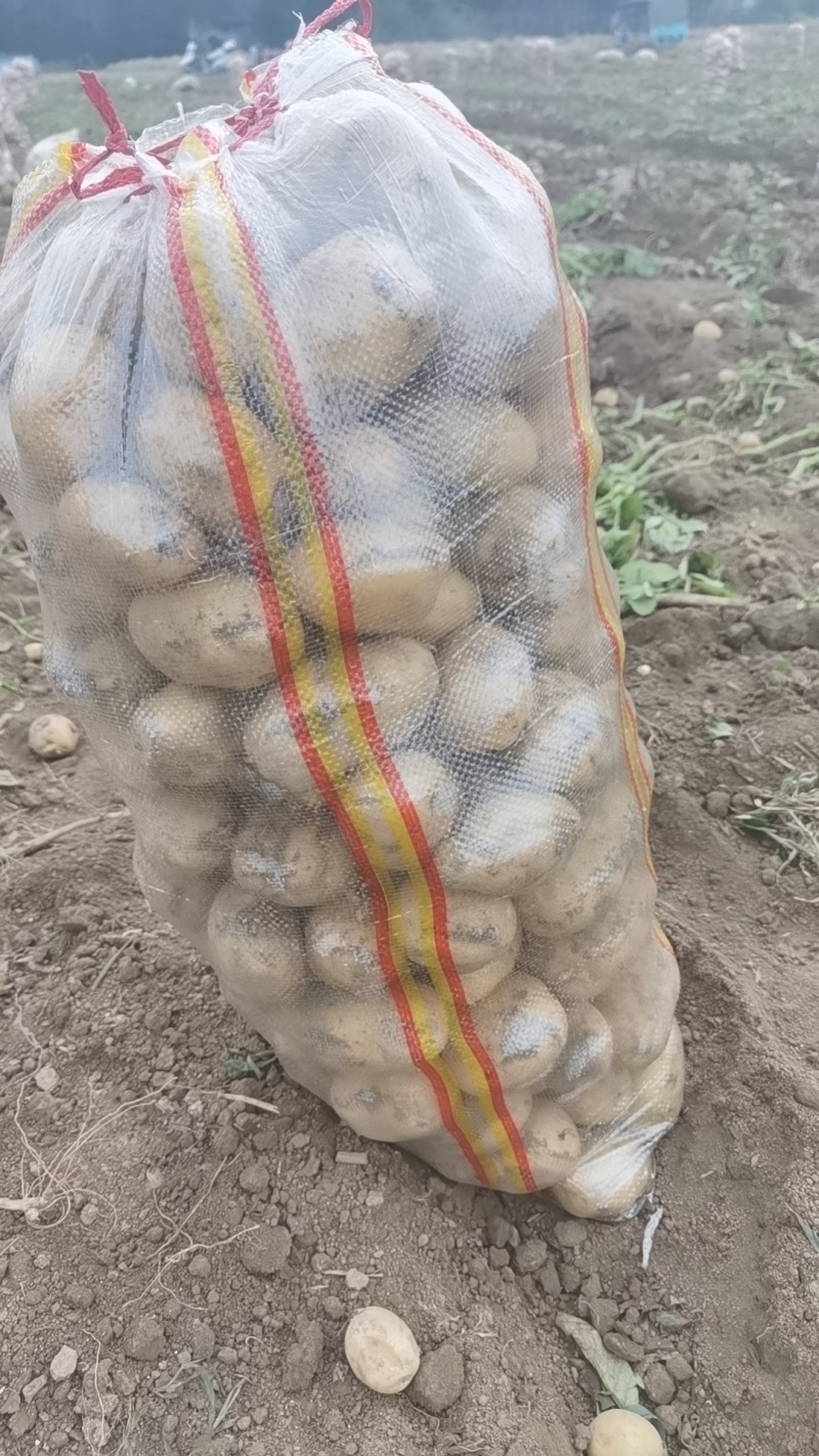 【产地直发】沃土，实验1黄皮黄心土豆，湖北产地一手货源