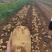 【产地直发】沃土，实验1黄皮黄心土豆，湖北产地一手货源