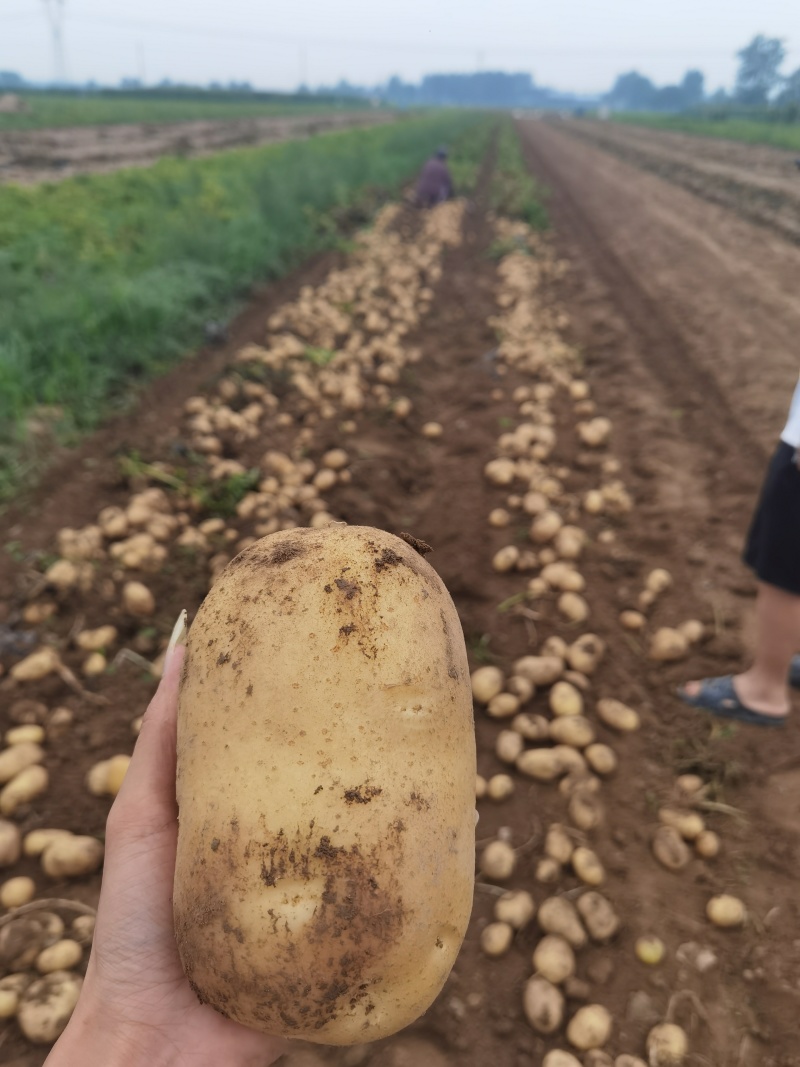 【产地直发】沃土，实验1黄皮黄心土豆，湖北产地一手货源