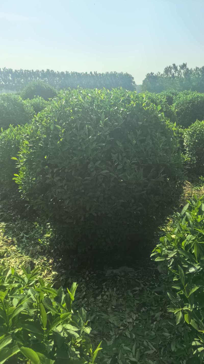 苗圃出售连翘球丛生连翘连翘小苗独杆连翘各种规格齐全