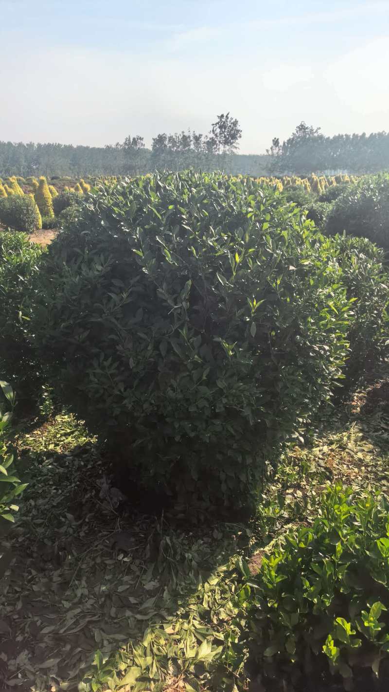 苗圃出售连翘球丛生连翘连翘小苗独杆连翘各种规格齐全