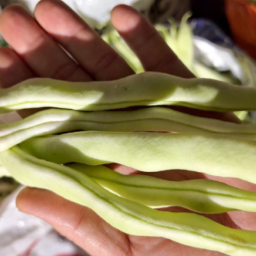 白不老
