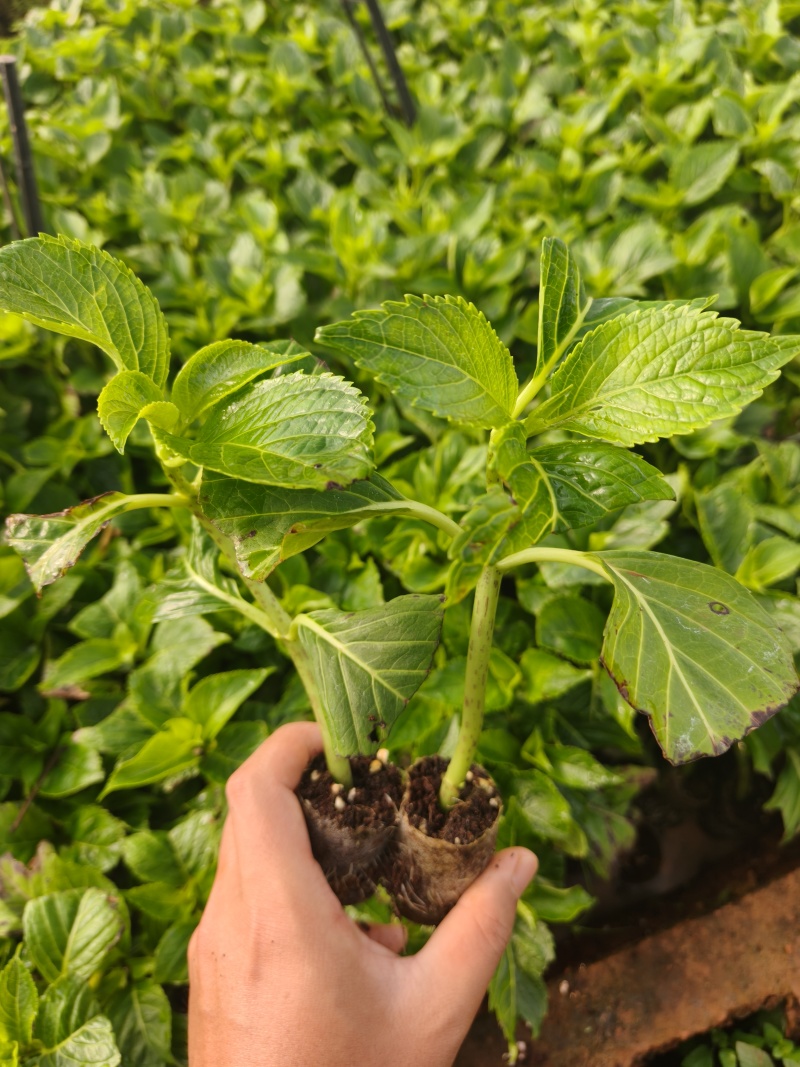 大海蓝绣球可做鲜切花可用于园林园艺绿化工程