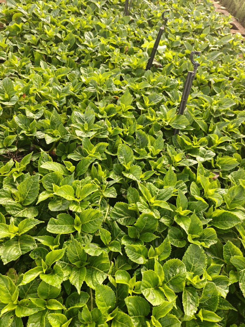 大海蓝绣球可做鲜切花可用于园林园艺绿化工程