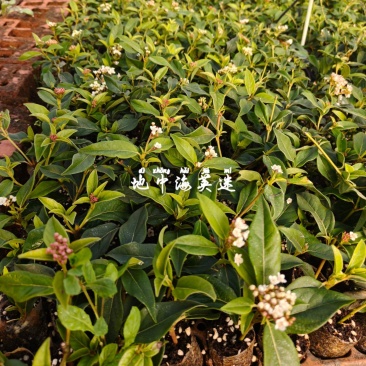 地中海荚迷可做鲜切花可用于园林园艺绿化工程等