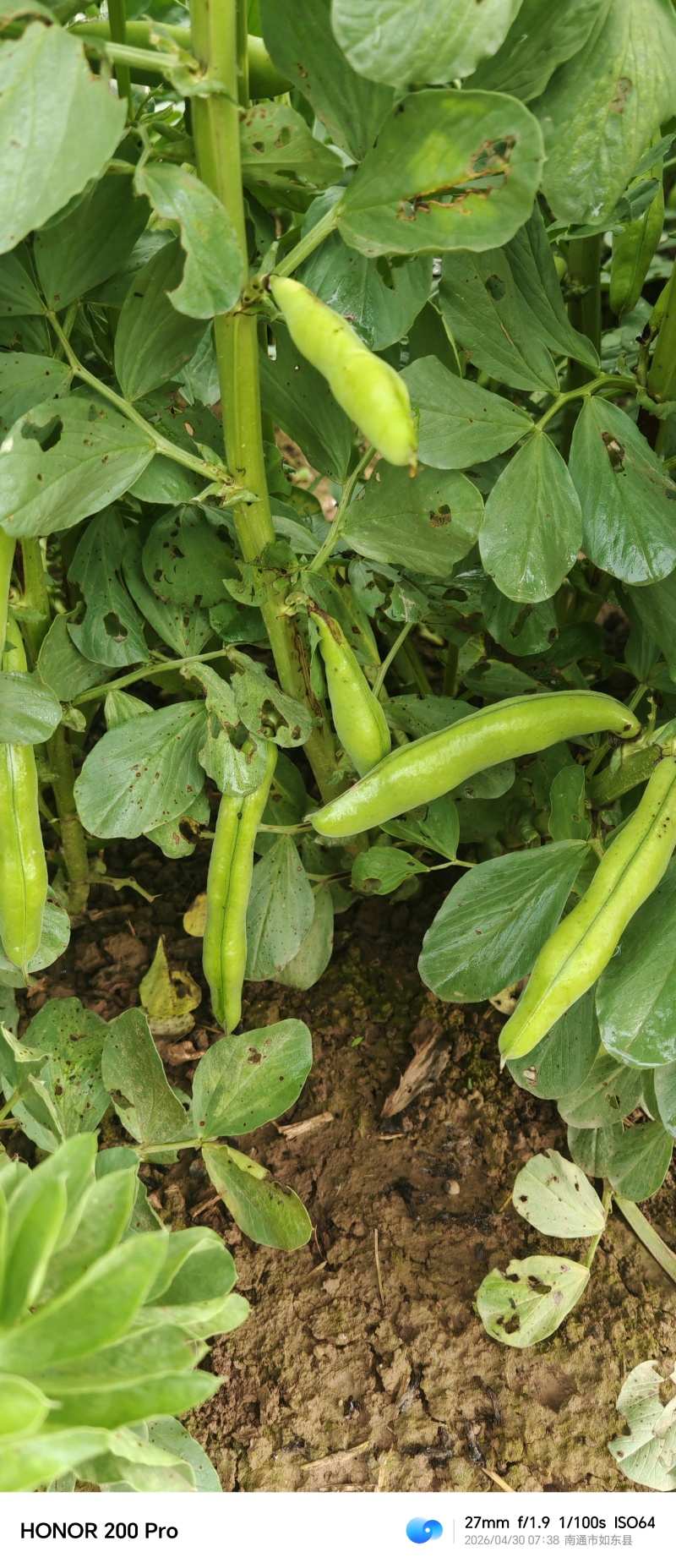 蚕豆