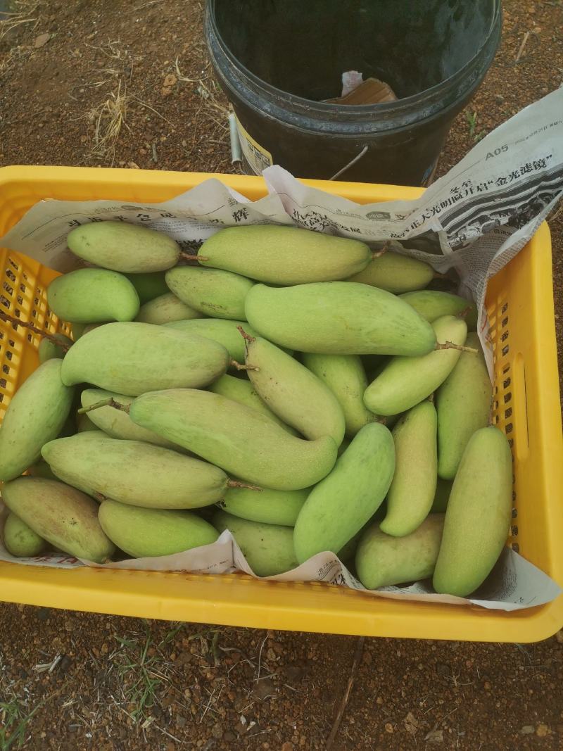 青果，酸野果，腌制果，象牙芒