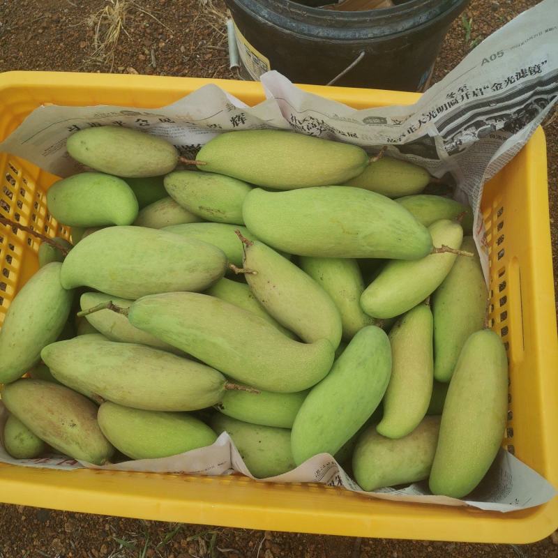 青果，酸野果，腌制果，象牙芒