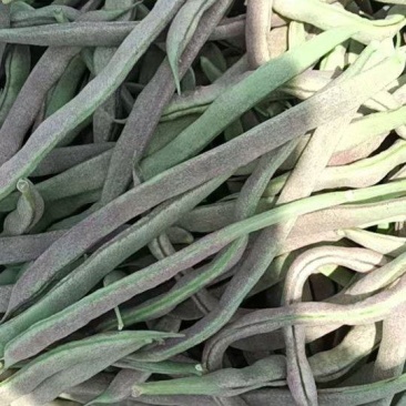 四季豆大量上市