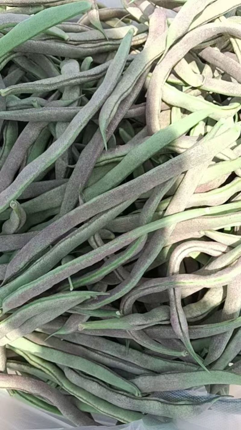 四季豆大量上市