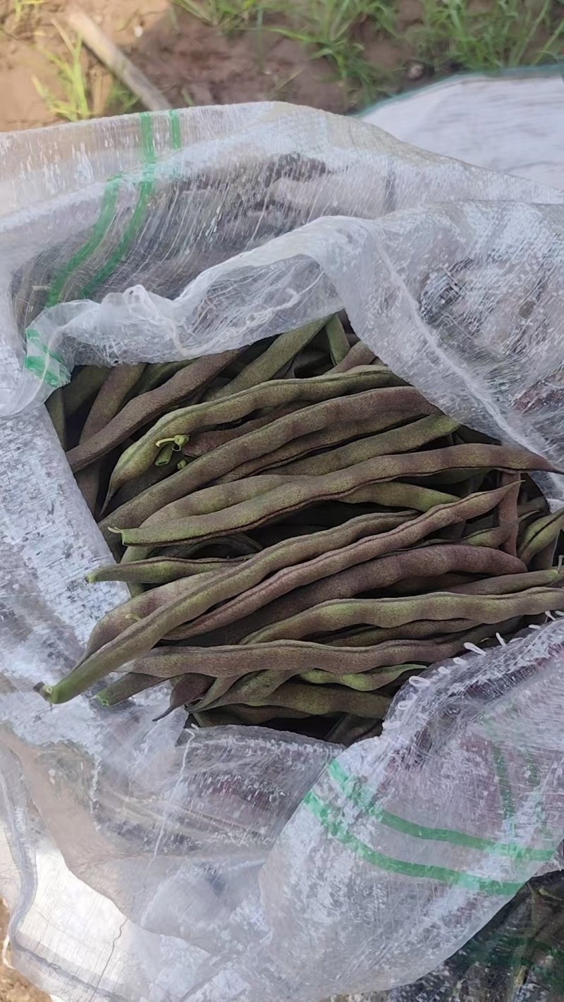四季豆大量上市
