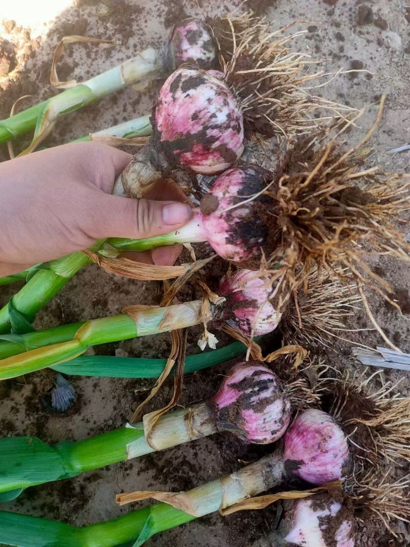 莘县青苗蒜，大量供应，代发全国各地，需要的下单