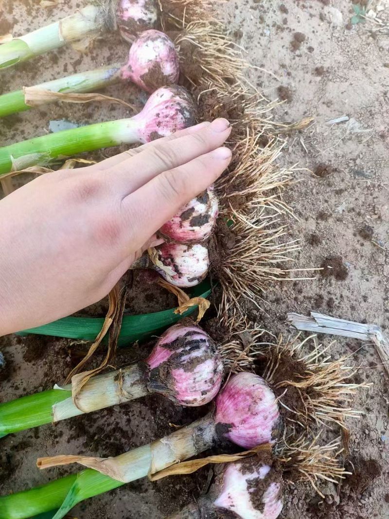 莘县青苗蒜，大量供应，代发全国各地，需要的下单