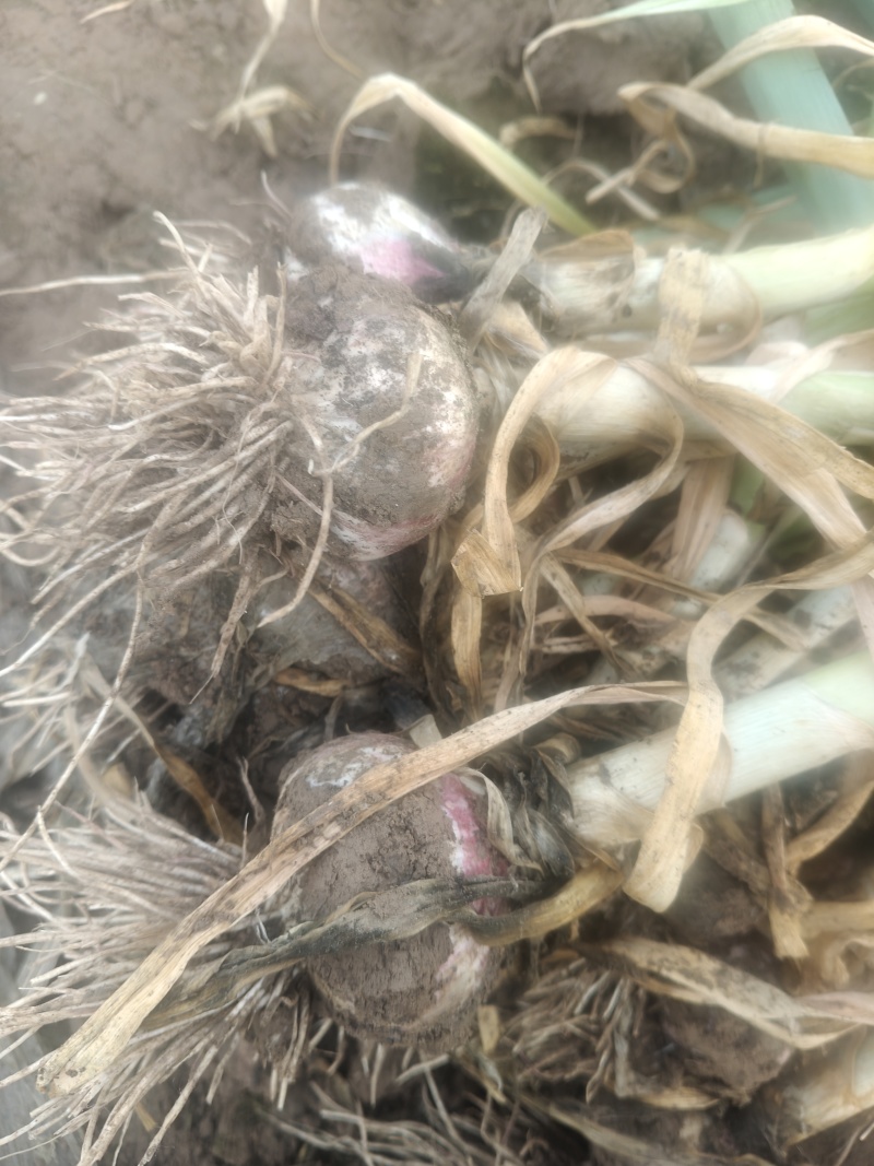 莘县青苗蒜，大量供应，代发全国各地，需要的下单