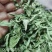 甜叶菊茶用甜叶菊茶大量供应量大从优一件代发