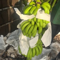 香蕉基地直发品质保证诚信经营全国发货