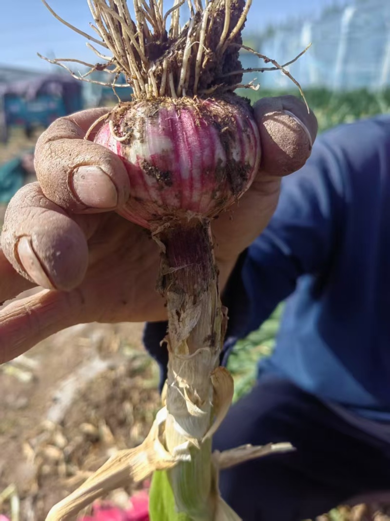 莘县青苗蒜，大量供应，代发全国各地，需要的下单