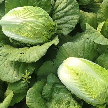 北京三号白菜玲珑黄3一6斤净菜并有专业团队为你服务