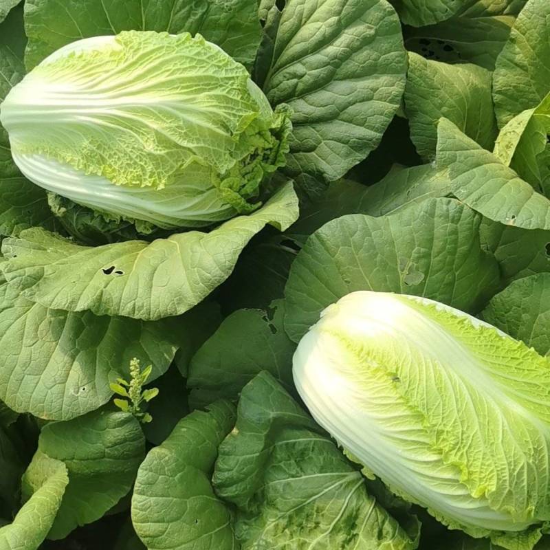 北京三号白菜玲珑黄3一6斤净菜并有专业团队为你服务