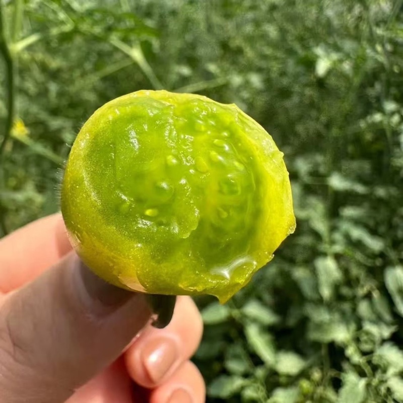 小番茄，对接全国批发，量大可议价，保质保量