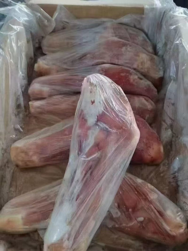 新到乳牛腿11~12条