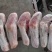 新到乳牛腿11~12条
