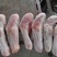 新到乳牛腿11~12条