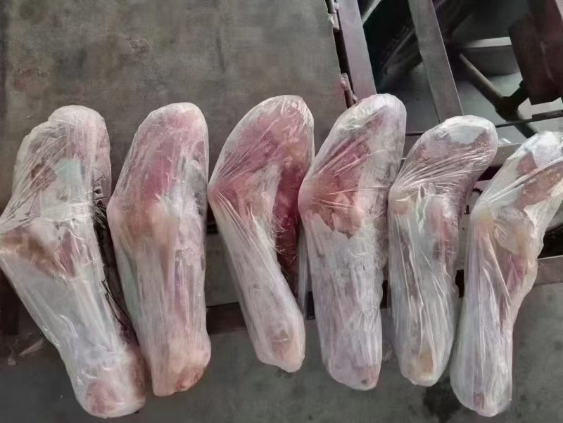 新到乳牛腿11~12条