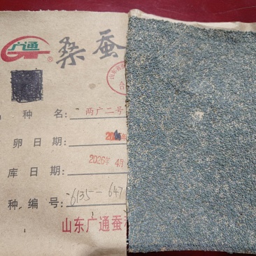 蚕种蚕卵蚕蛋12万颗卵抗脓抗僵种场直发稳定性好良种