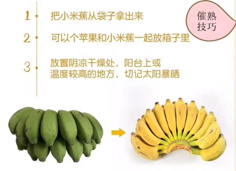 广西小米蕉，对接电商一件代发