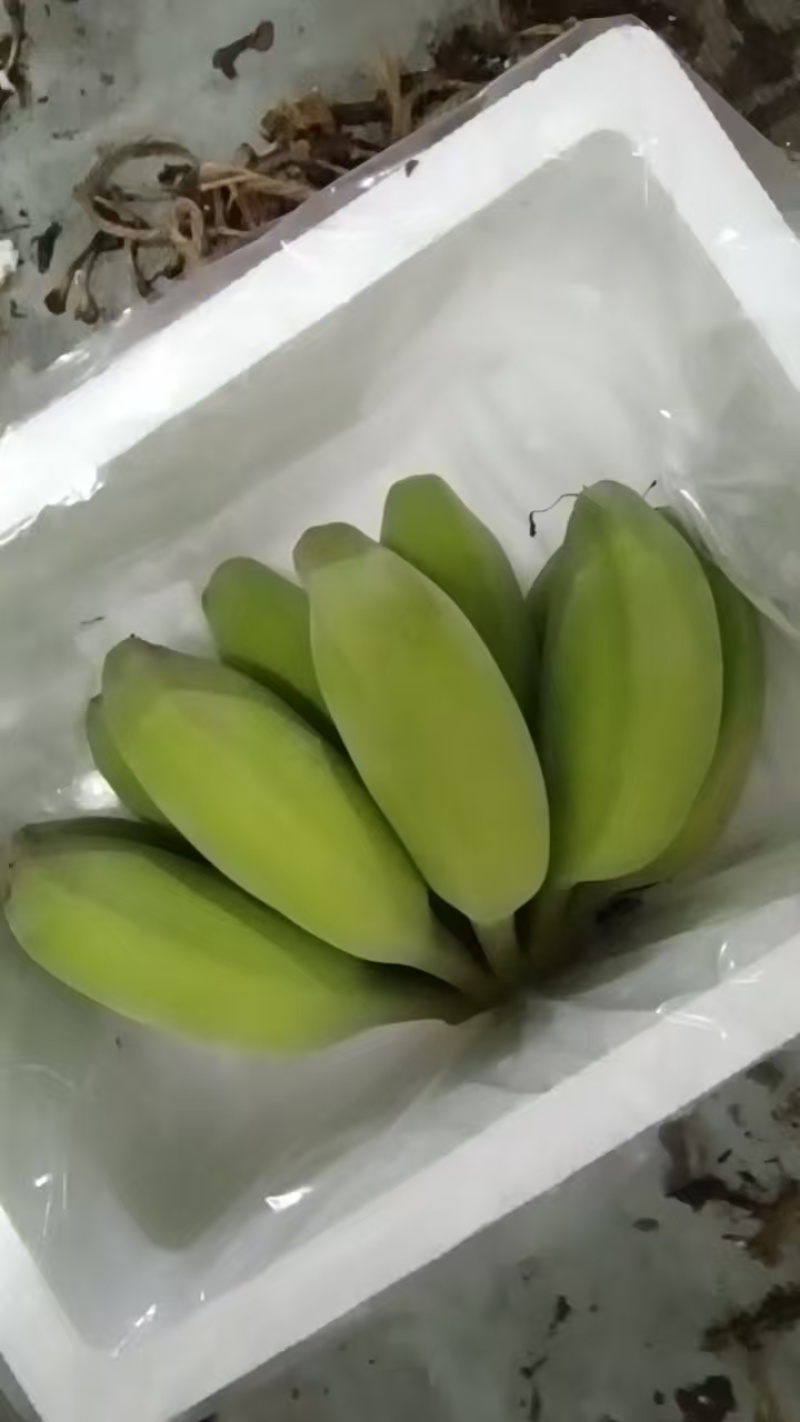 广西苹果蕉大量上市，原产地直供市场，档口，超市