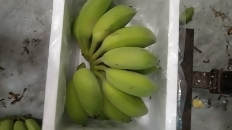 广西苹果蕉大量上市，原产地直供市场，档口，超市