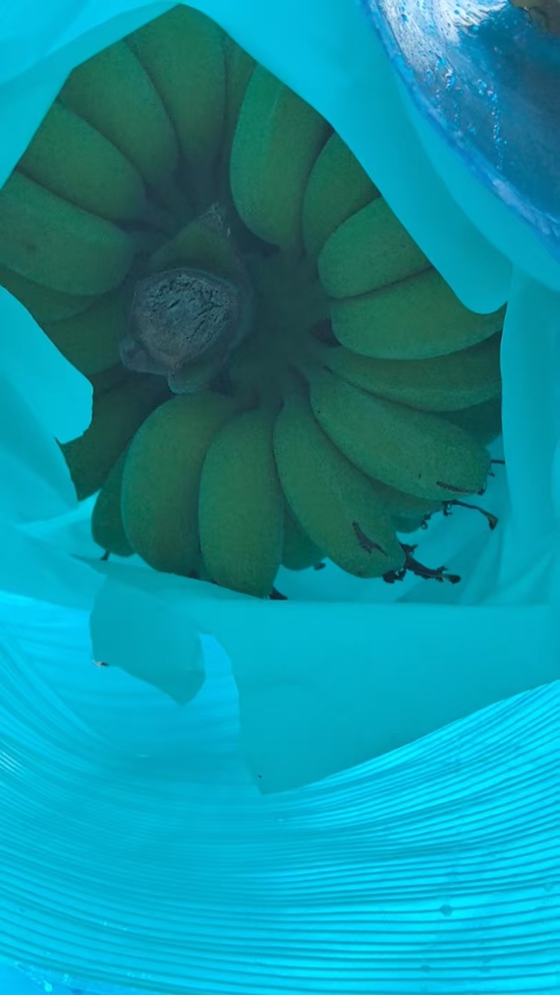 广西苹果蕉大量上市，原产地直供市场，档口，超市
