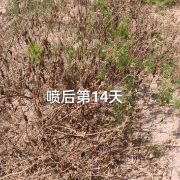 天门冬苗后除草剂禾阔双除尖叶草阔叶圆叶天冬除草剂单剂量大