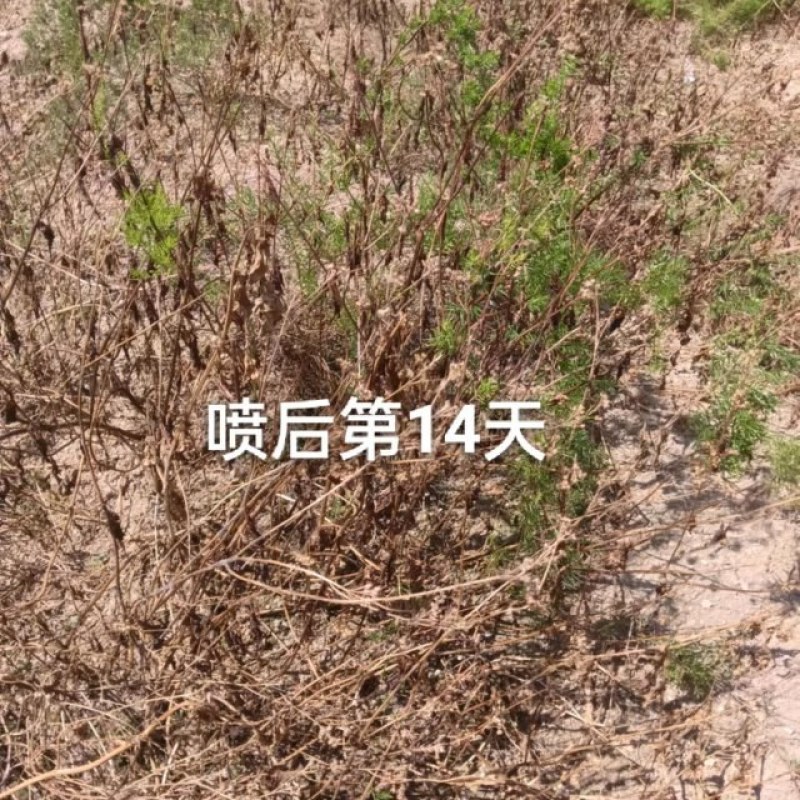 天门冬苗后除草剂禾阔双除尖叶草阔叶圆叶天冬除草剂单剂量大