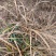 天门冬苗后除草剂禾阔双除尖叶草阔叶圆叶天冬除草剂单剂量大