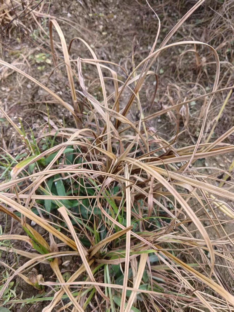 天门冬苗后除草剂禾阔双除尖叶草阔叶圆叶天冬除草剂单剂量大