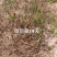 天门冬苗后除草剂禾阔双除尖叶草阔叶圆叶天冬除草剂单剂量大