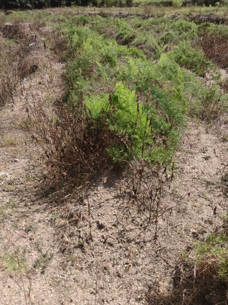 天门冬苗后除草剂禾阔双除尖叶草阔叶圆叶天冬除草剂单剂量大