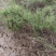天门冬苗后除草剂禾阔双除尖叶草阔叶圆叶天冬除草剂单剂量大