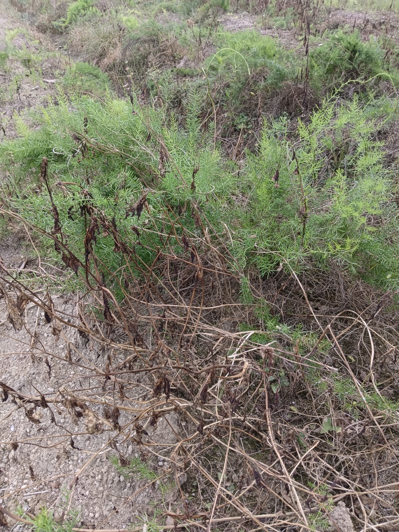 天门冬苗后除草剂禾阔双除尖叶草阔叶圆叶天冬除草剂单剂量大