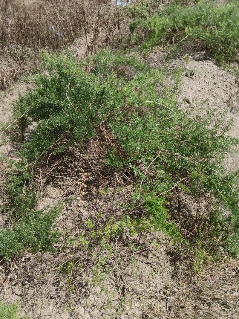 天门冬苗后除草剂禾阔双除尖叶草阔叶圆叶天冬除草剂单剂量大