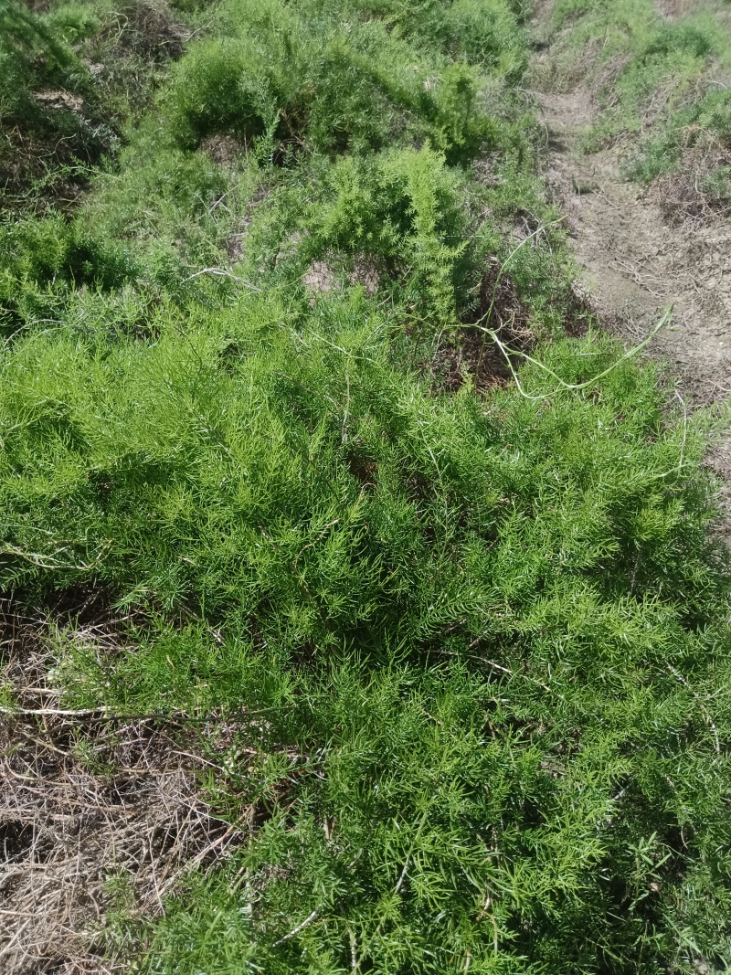 天门冬苗后除草剂禾阔双除尖叶草阔叶圆叶天冬除草剂单剂量大